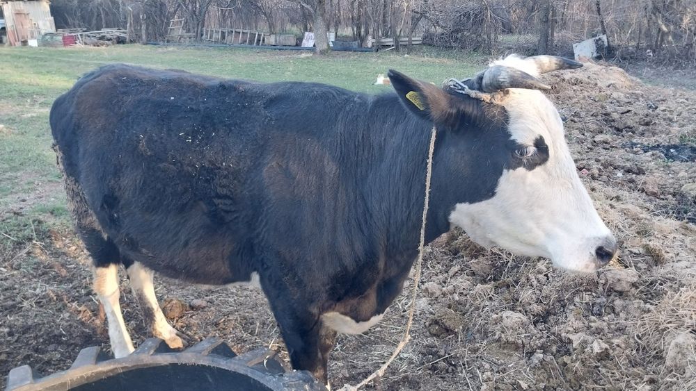 Сиыр, бұзуымен сатылады