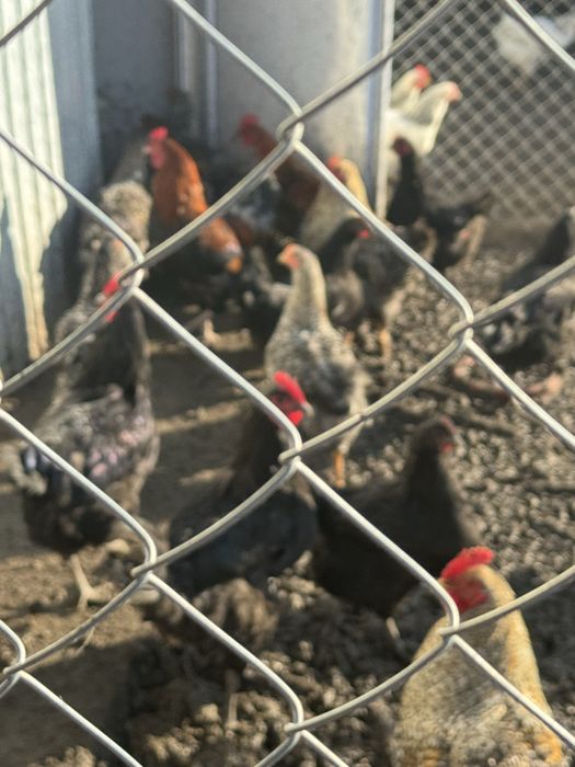 Питушки хорошие молодые упитыные