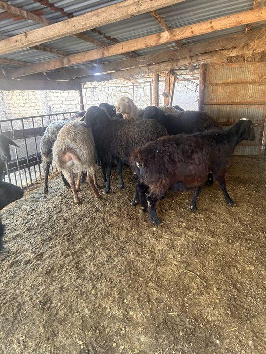 Продаются кучкары