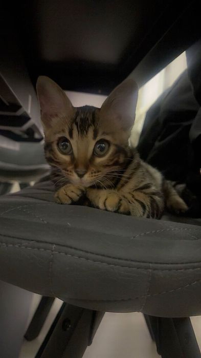Бенгалска котка, женска, на 5 месеца