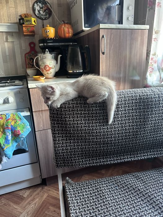Отдам котёнка. Мальчик