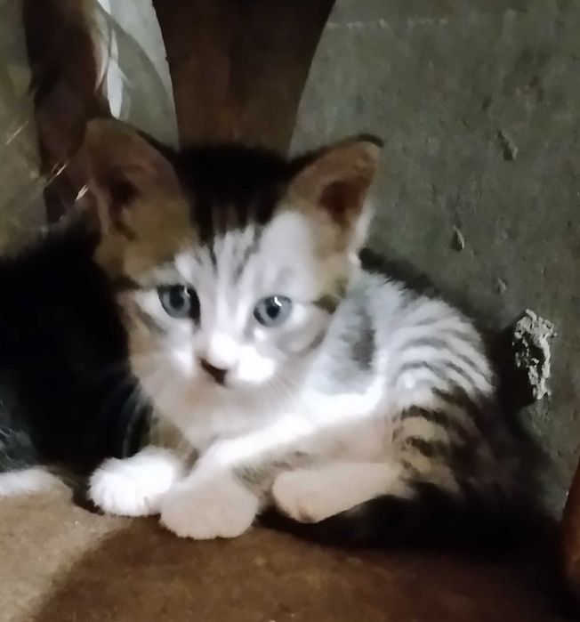 Подарявам котнца