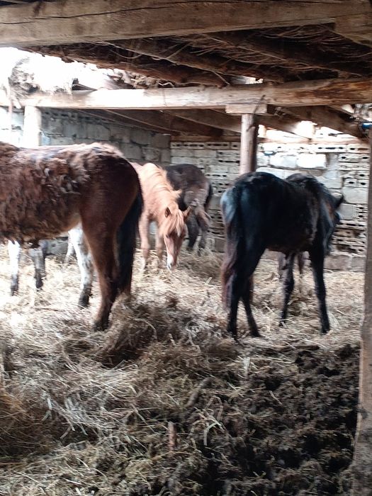 Продам молодняк тайчики