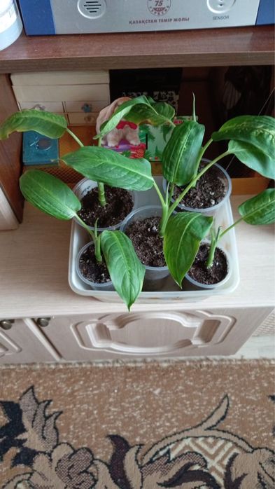 Комнатные цветущие растения