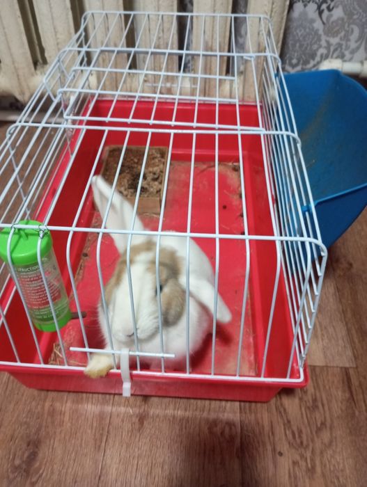 Продам кролика самец
