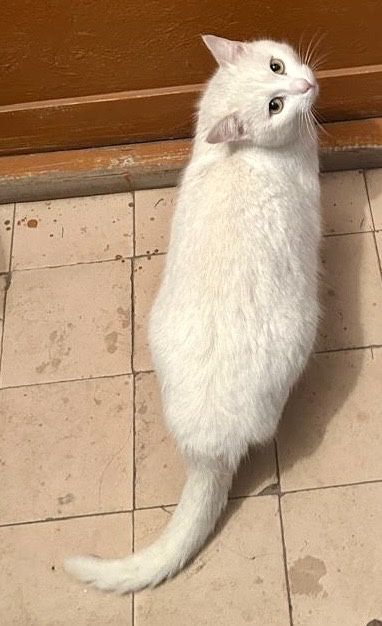 Очень красивая белая кошка ищет дом