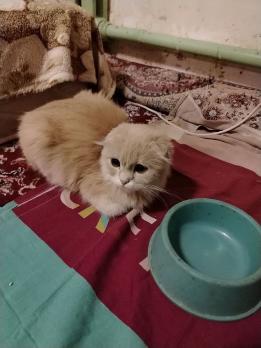 Продаётся кошки шотландская вислоуха и шотландская