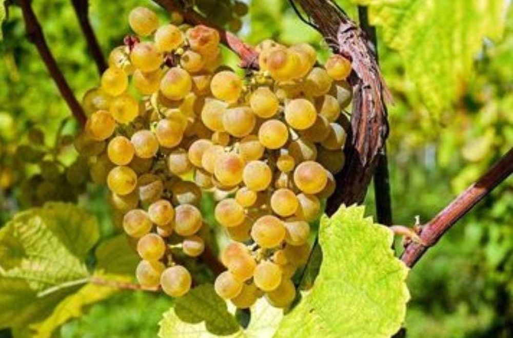 Vand struguri de vin