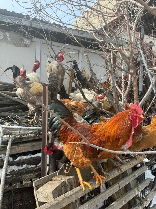 Продам молодых петухов породы кубинские и голошейки.