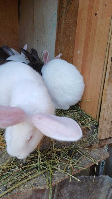 Продам крольчат фландеры