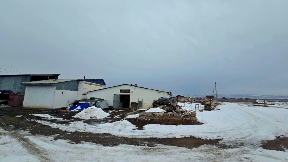 Продается откорм