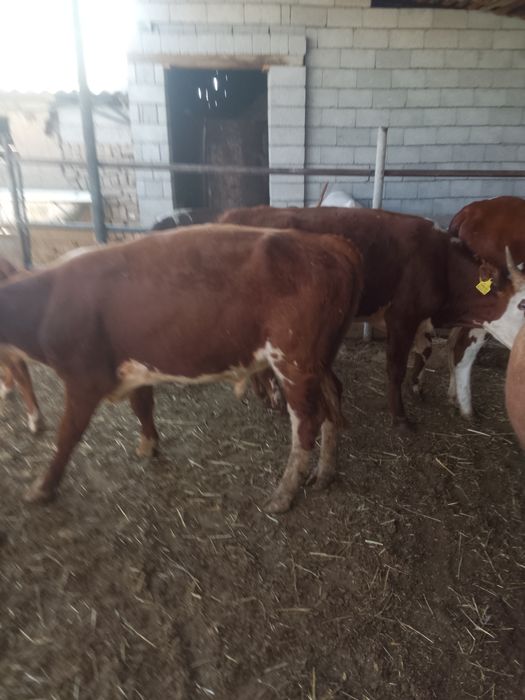 12 Бас бұқа зор бұқалар