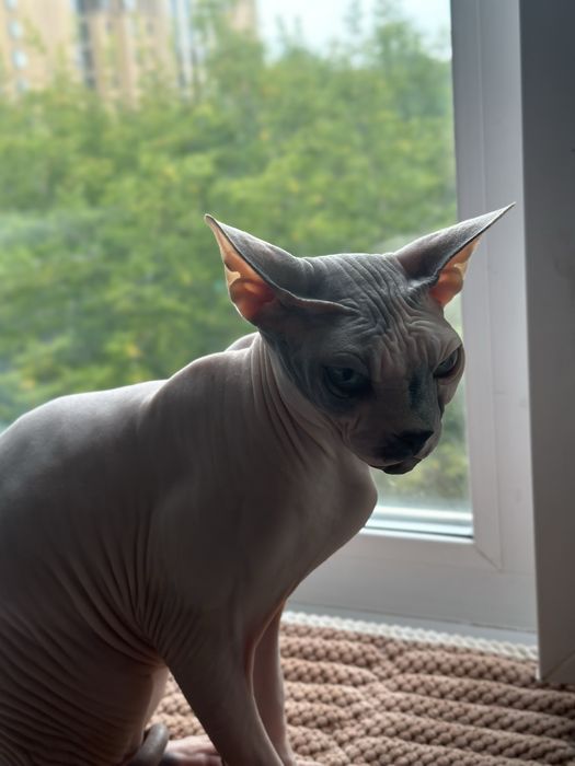 Отдам кота в хорошие руки