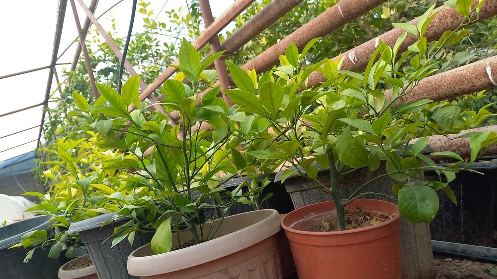 Лимон көшеттері сатылады  Мейр Ғ1.