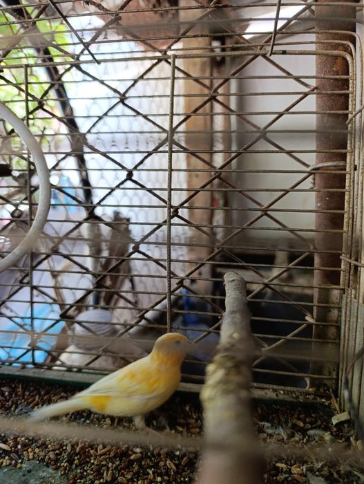 Золотой Себрайт японский