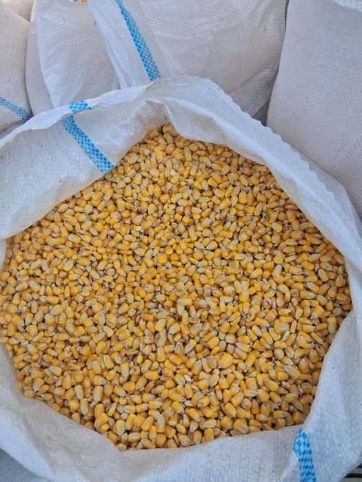 Vând porumb 1,2 lei kg