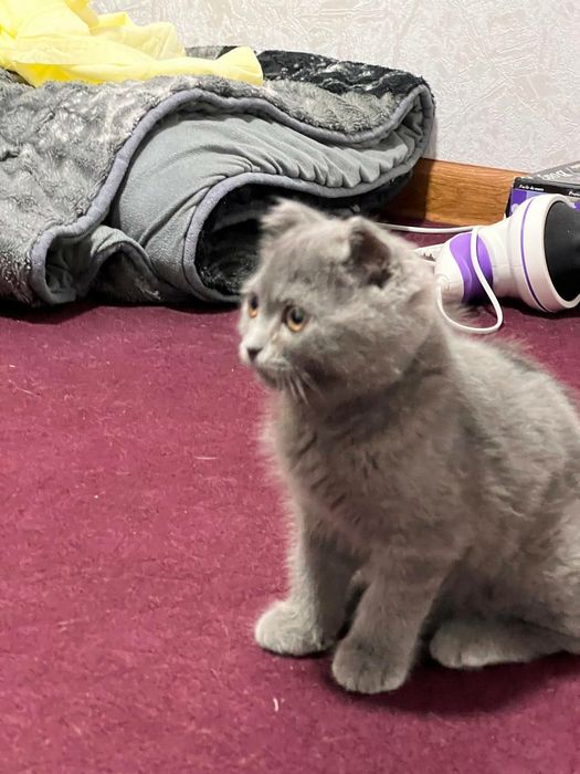 Породистая кошка шотландская веслоухая кошка