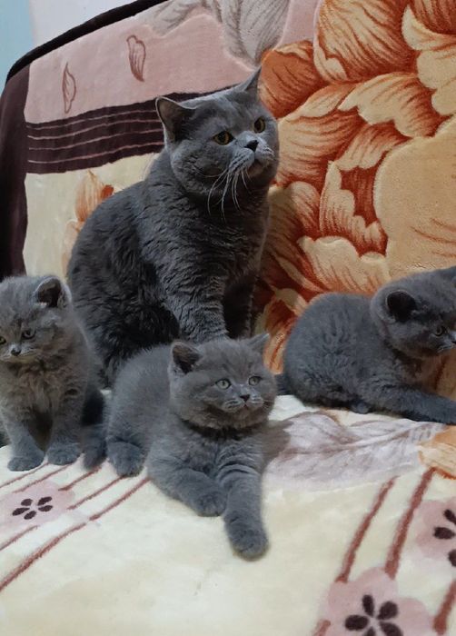 Продается Скоттиш страйт