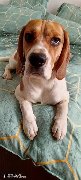 Cățel beagle mascul