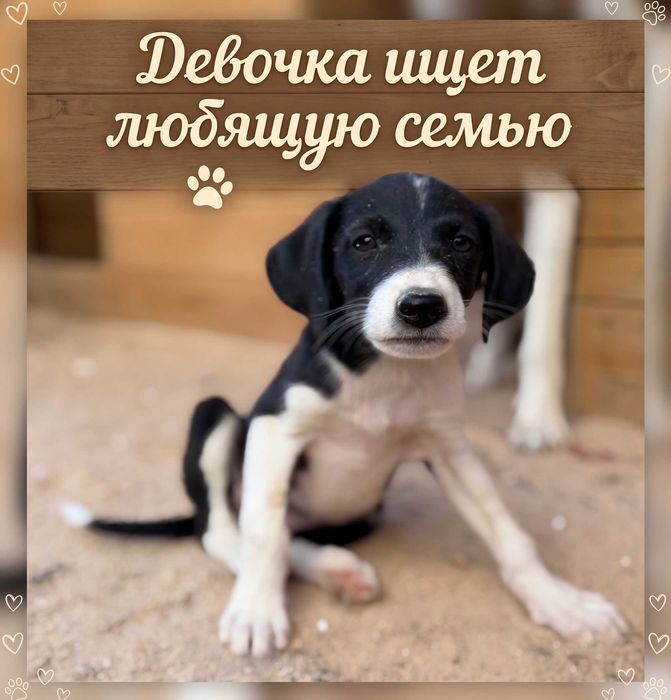 Пристраиваются щенки