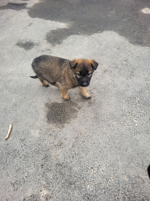 Щенки бесплатно Гульдала