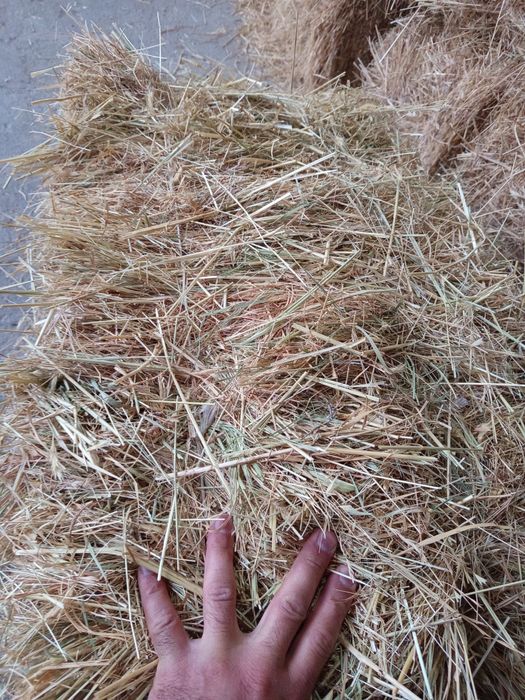 тог хашаги сони 50 дона