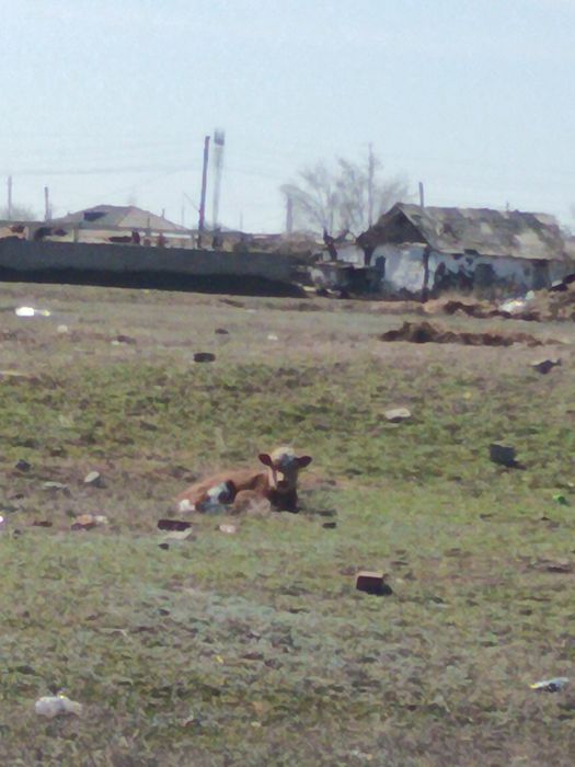 Продам КРС коровы