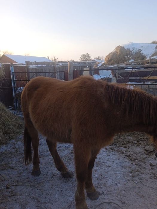 Продам лошадь жеребая