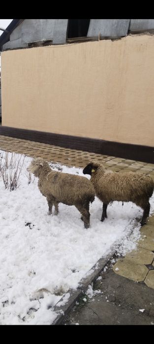 Продам двух баранов мериносов.