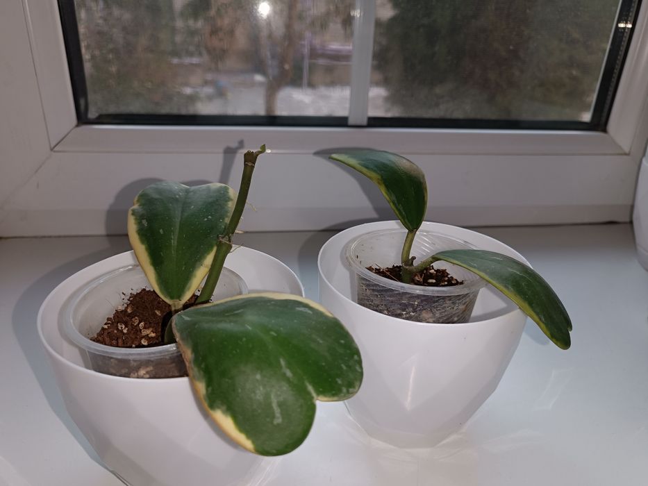 Цветок хойя керри варигата альбомаргената