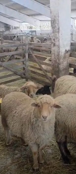 Vand 10 oi birci , varietatea ruginie