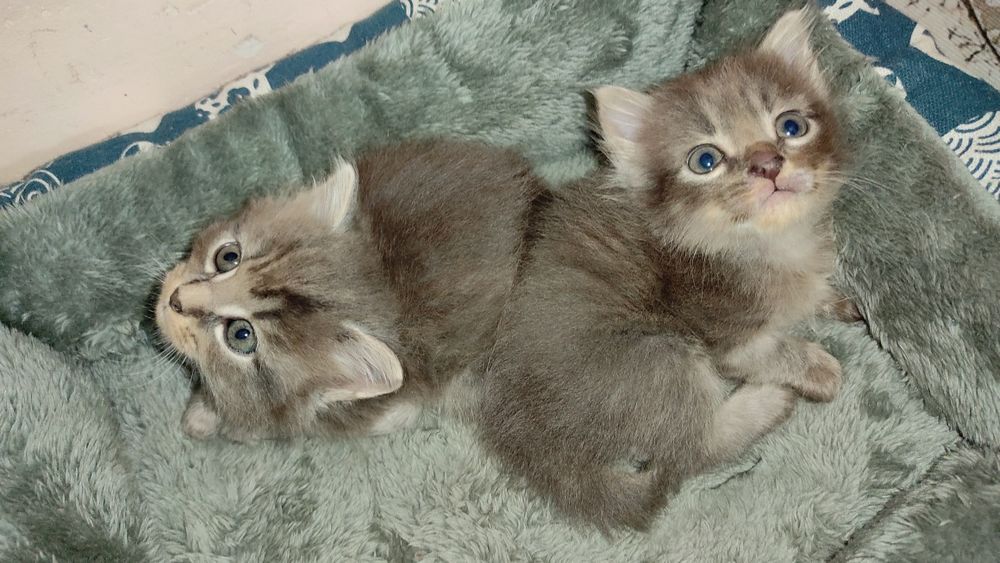 Отдам котят в добрые руки