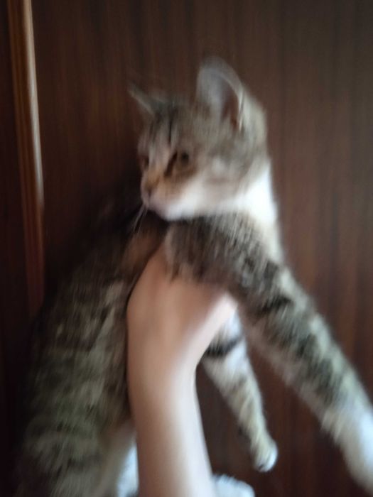 Красивая кошечка Луна - 6 месяцев.