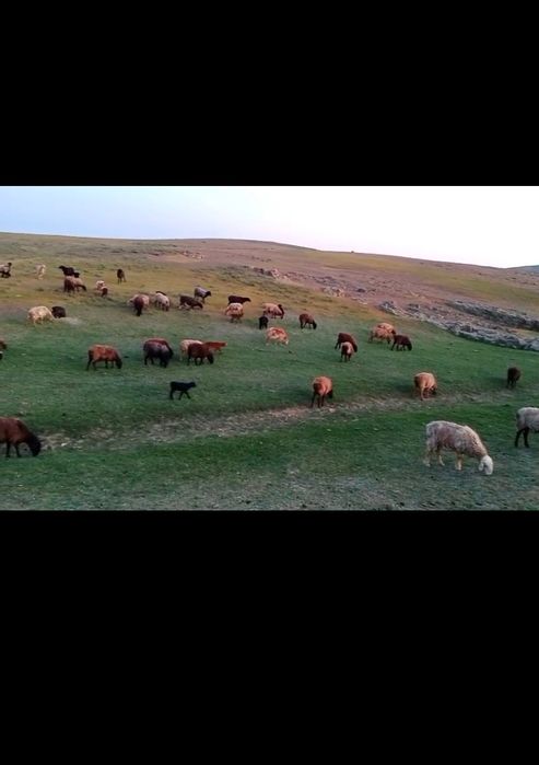 50 бас қозыл қои