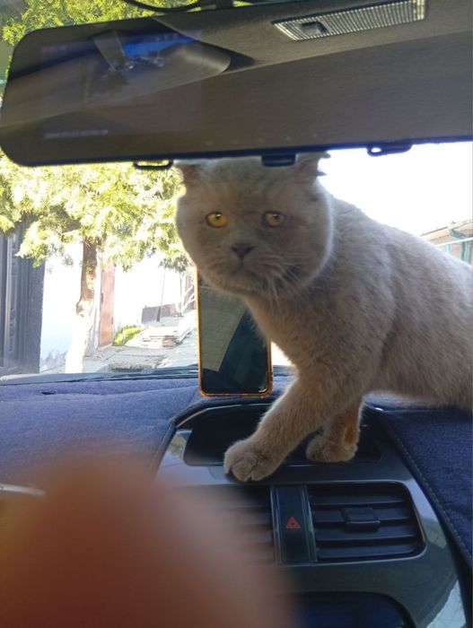 Продаем котика милого ласкового мальчика