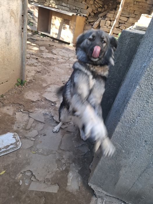 Подарявам  куче.