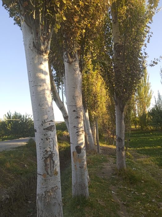 Sifati yaxshi qurtlamagan arzon