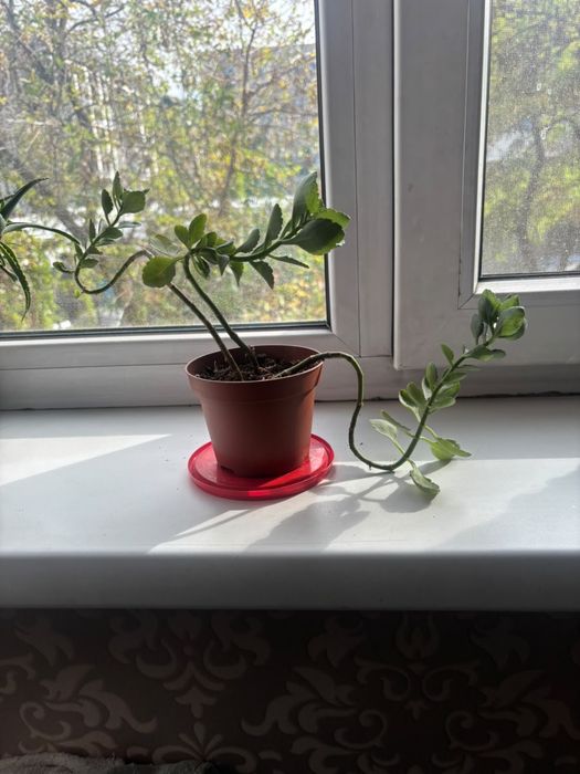 Продам цветы разные
