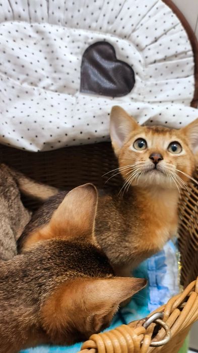 Абики !! АБИССИНСКИЕ котята !!