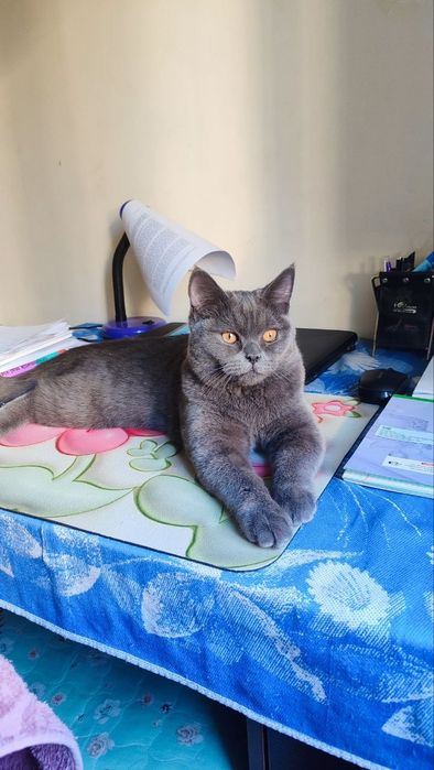 Вяска учун эркак мушук. Британский.