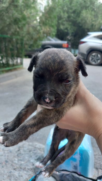 Продам щенка Питбуль срочно