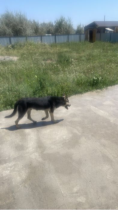 Продам ВЕО восточно европейскую овчарку