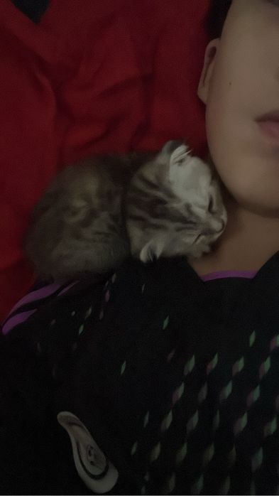 Котёнок, девочка, 2 месяца