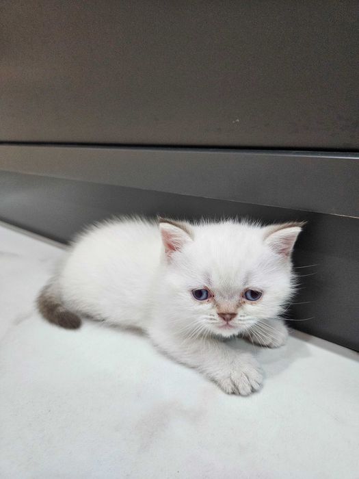 Котята британские короткошерстные