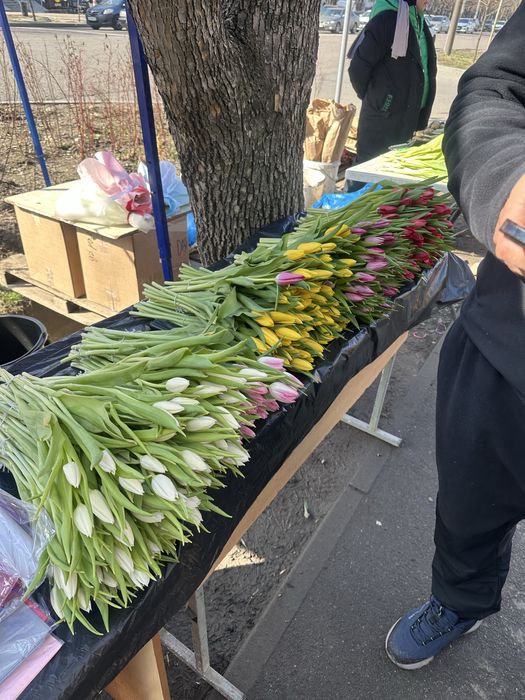 Тюльпаны голландские