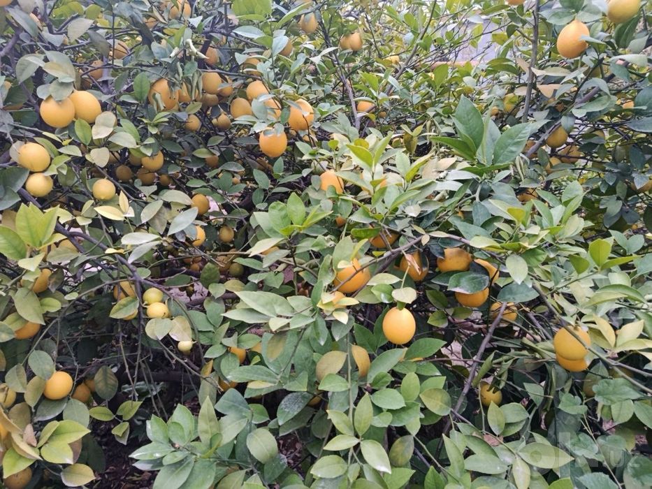Limon mahsulaotlari