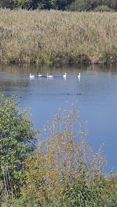 Teren de vanzare cu deschidere la lac! (Coada Snagovului) Peris, Ilfov