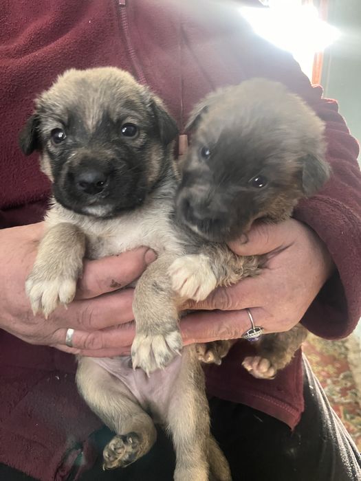 Щенки мальчики отдам