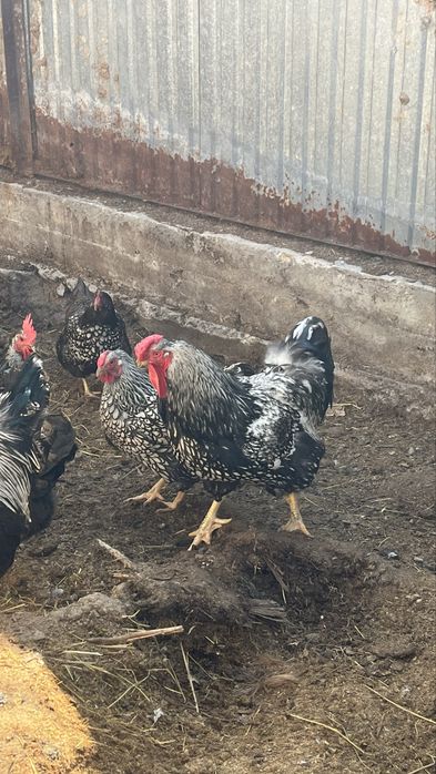 Продам курей виандот