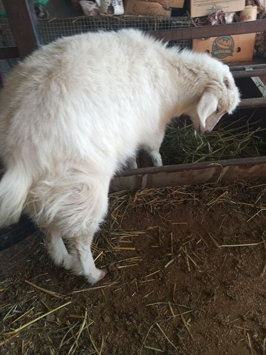 Ешкілер сатылады.